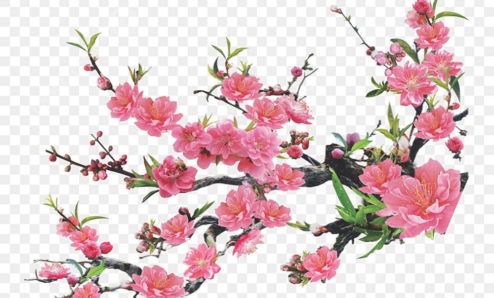 Thơ Tết của Bác